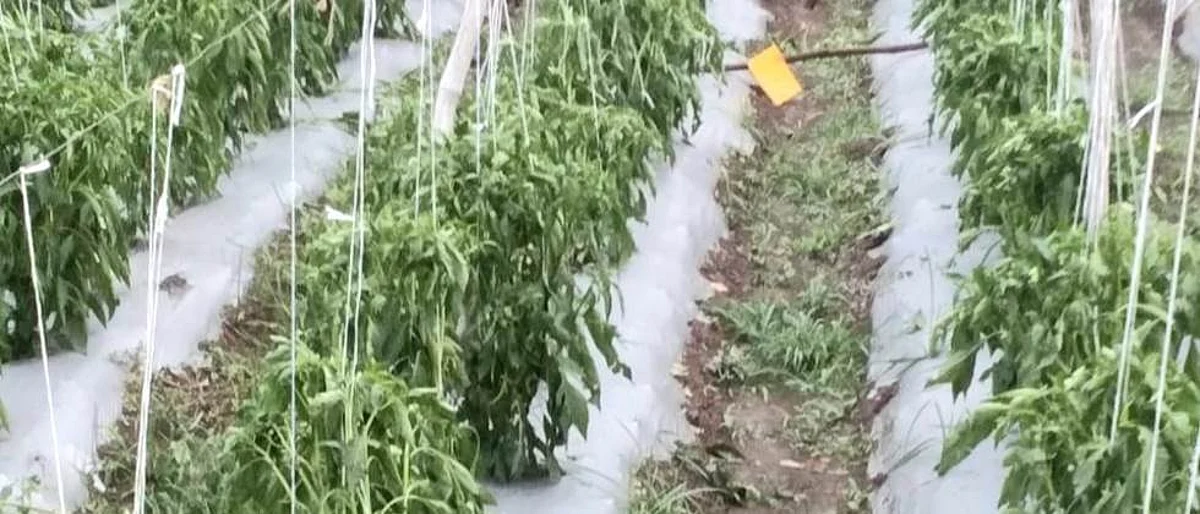Crop Damage