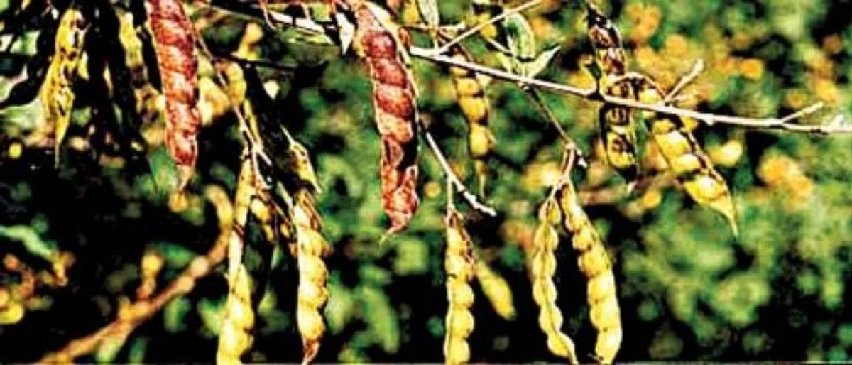 देशातील तूर उत्पादनात मोठी घट