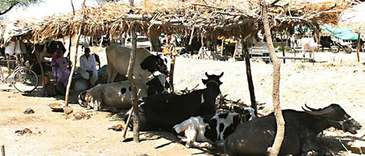 सांगली जिल्ह्यातील जनावरे तहानली