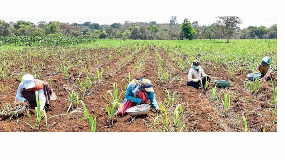 Farmers who have died due to corona should be compensated through insurance scheme