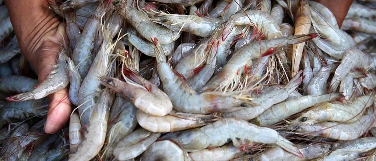 Kolambi Fish Farming