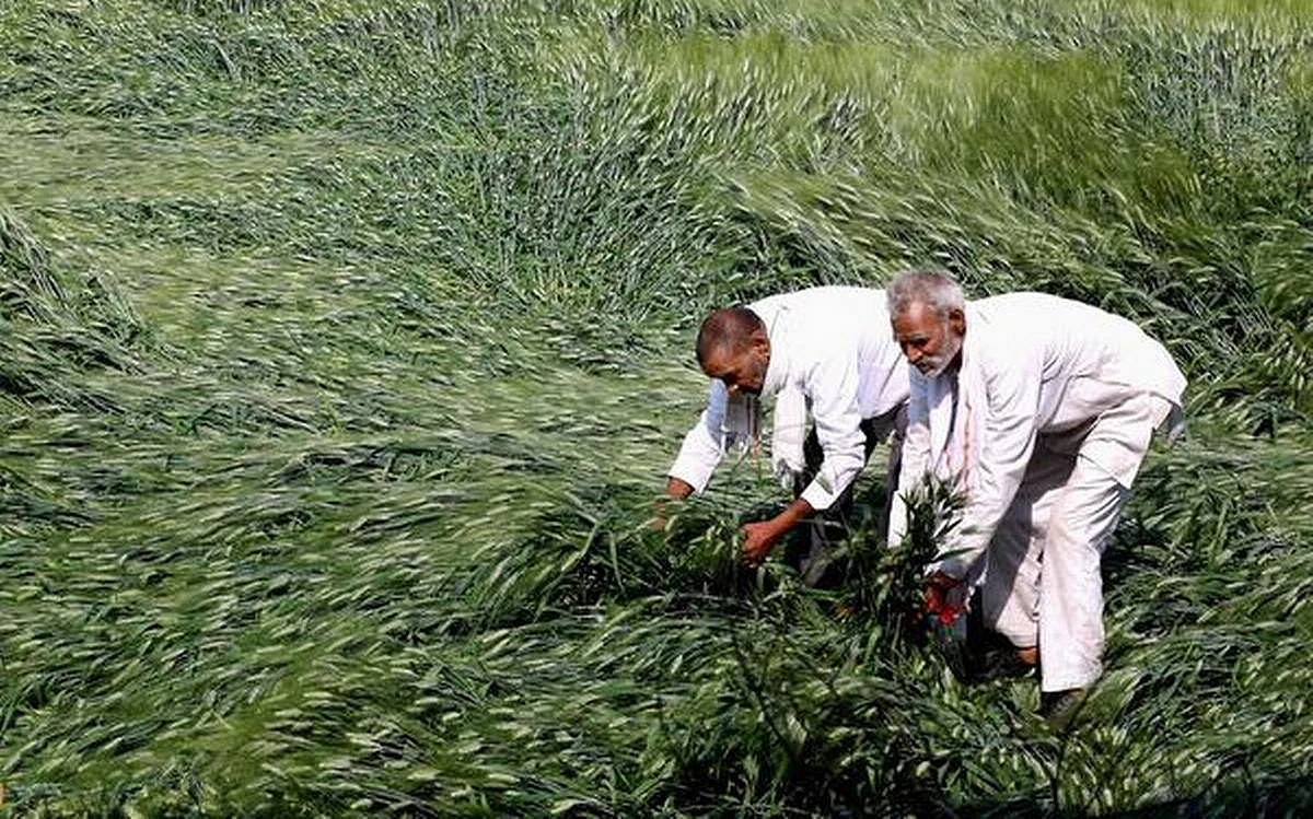 उत्तर भारतात मोहरी,हरभऱ्याला अवकाळीचा फटका