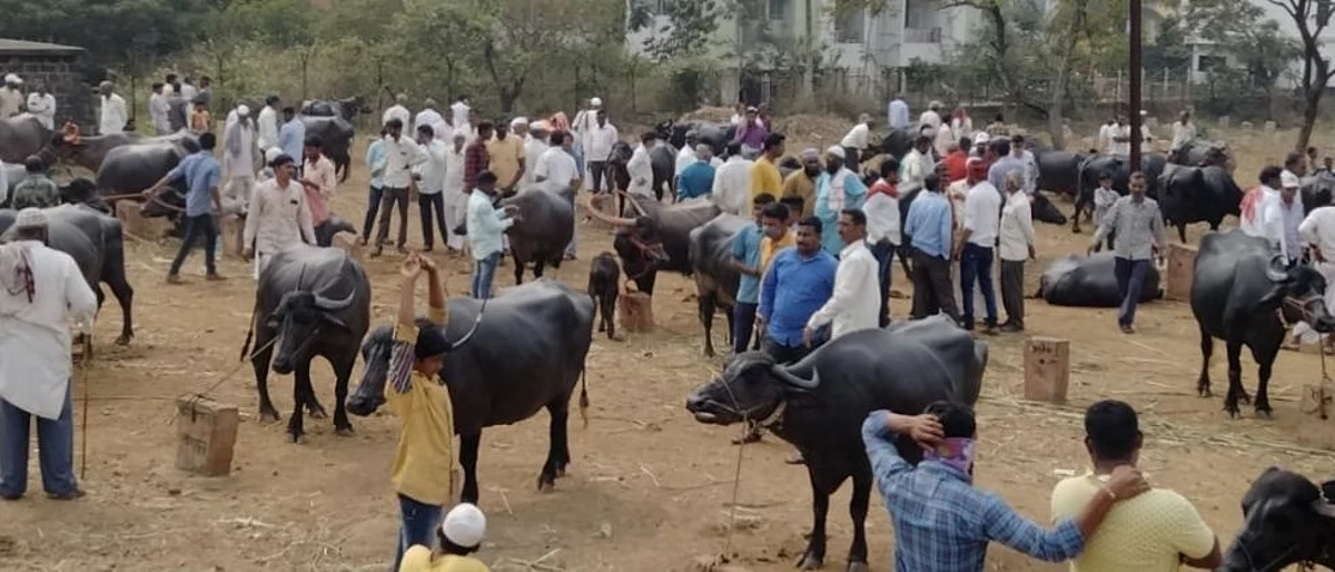 कागलच्या जनावरांच्या बाजाराला मिळतोय चांगला प्रतिसाद