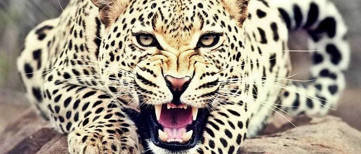 Leopard
