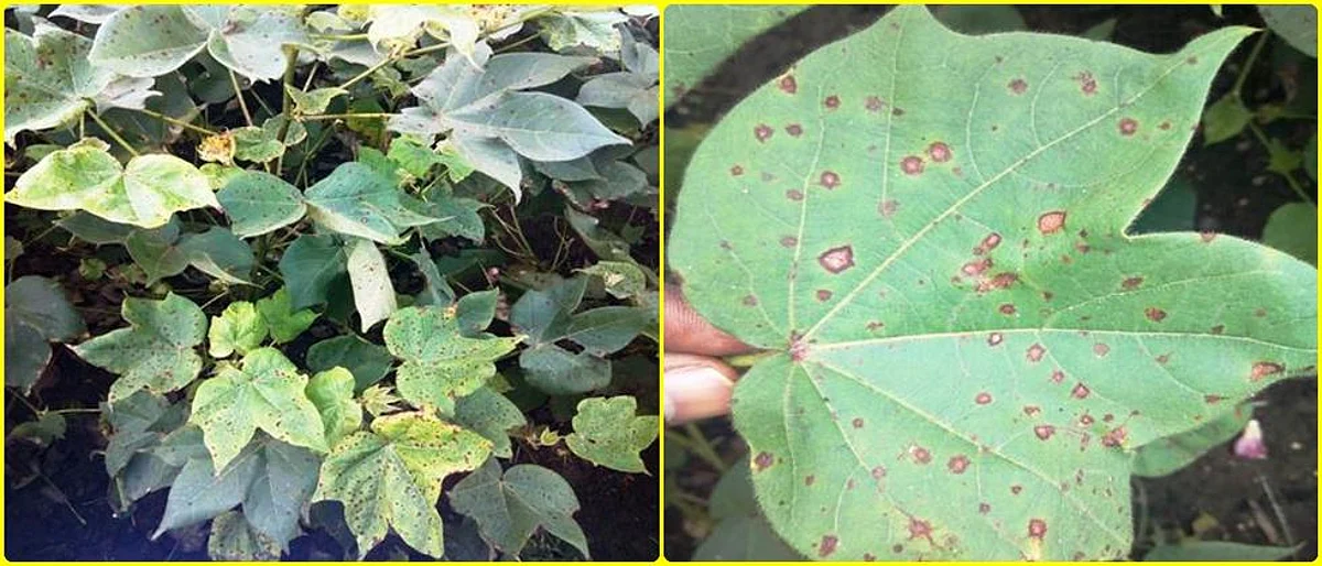 Corynespora fungal spots diseased cotton plant