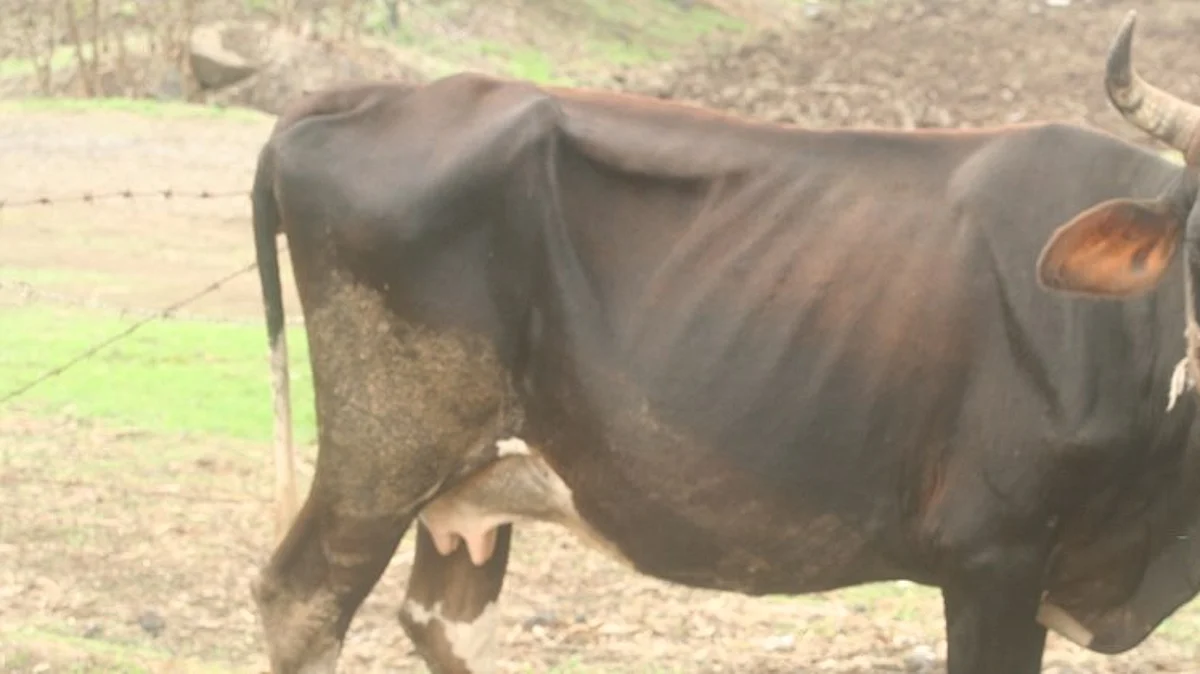 Animal Care