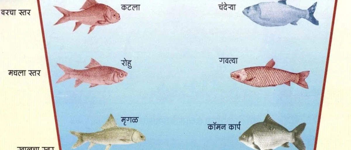 शेततळ्यातील मत्स्यपालन