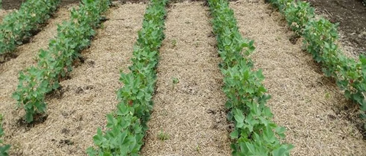mulching is beneficial