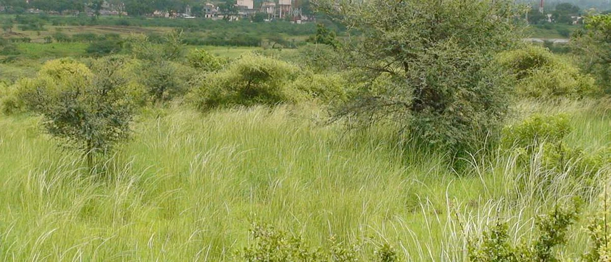गावामध्ये असावी संयुक्त कुरण व्यवस्थापन समिती