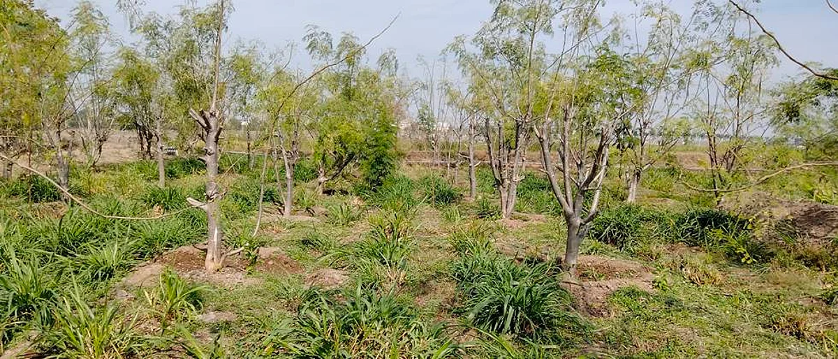 वनशेतीमध्ये चारा पिकांची लागवड फायदेशीर...