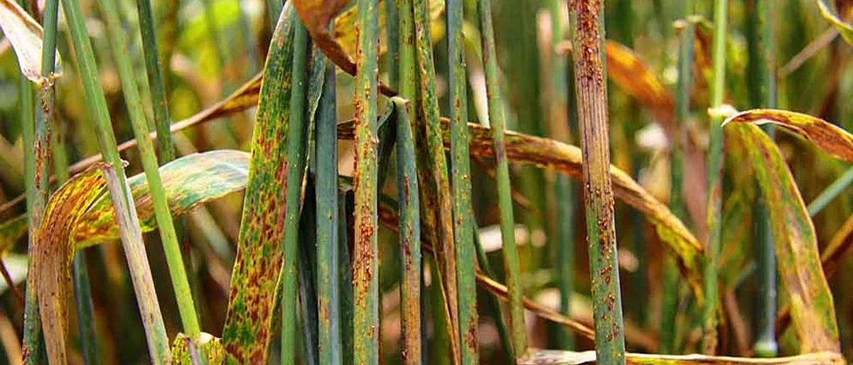 Rust (UG 99) disease in wheat crop is under global survey