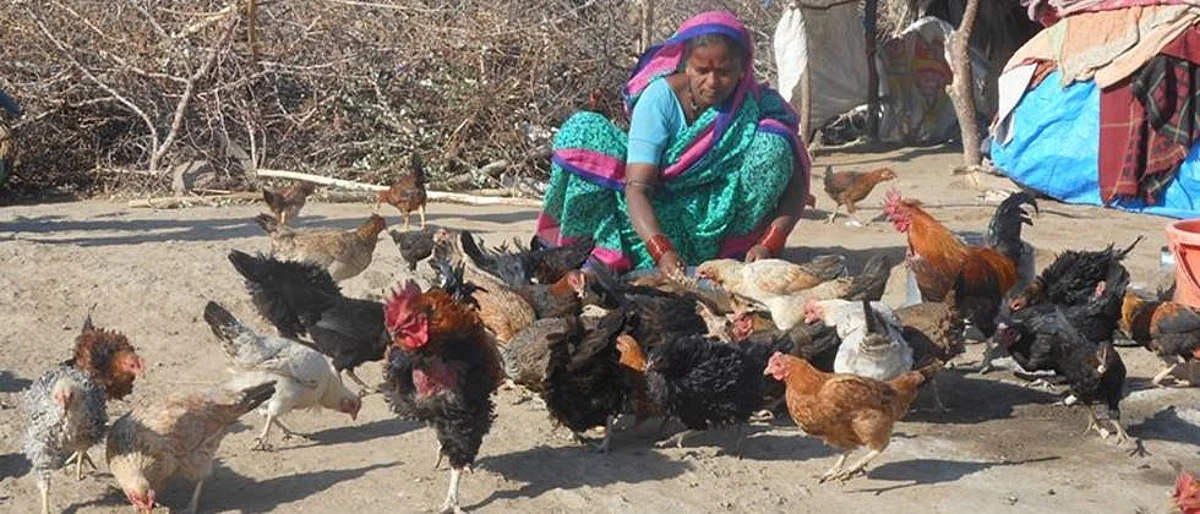 कुक्कुटपालनातून ग्रामीण अर्थकारण उंचावण्यासाठी रणनीती