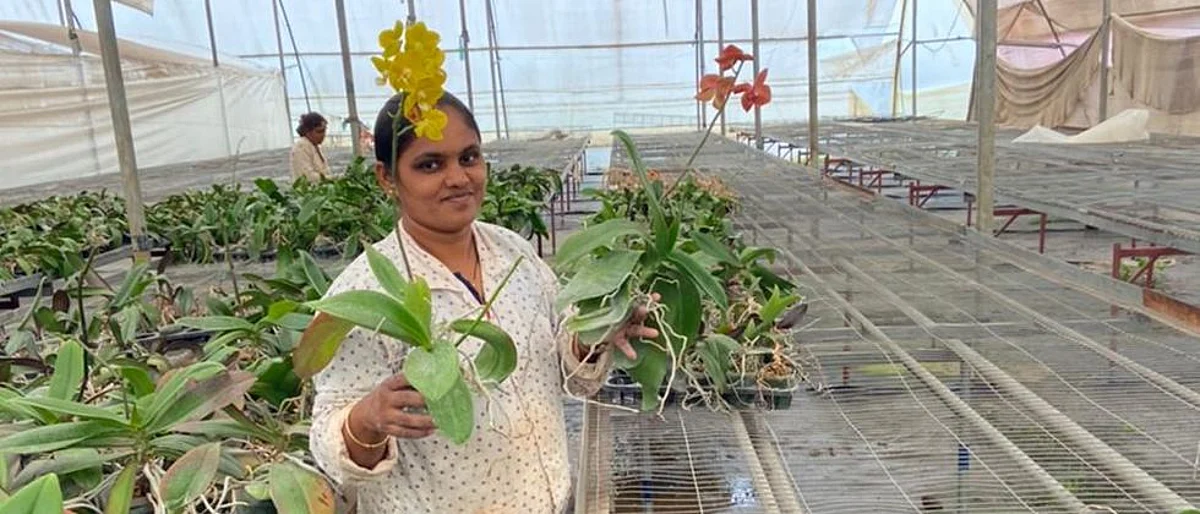 रोपवाटिका व्यवसायातून साधली प्रगती
