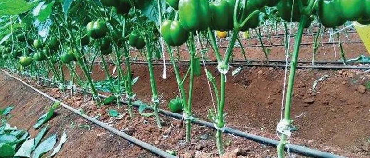 Applying the right amount of soluble fertilizers through drip irrigation gives quality product.