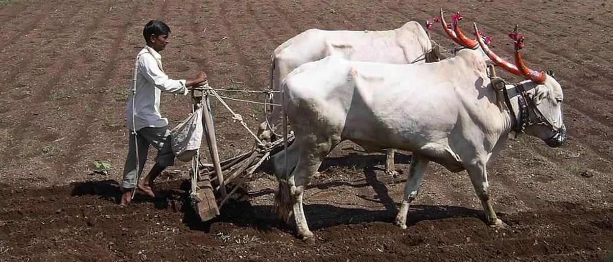 जळगावात पावणेदोन लाख हेक्टरपर्यंत रब्बी पेरणी