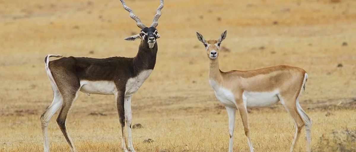 Wildlife conservation is a need of the hour.