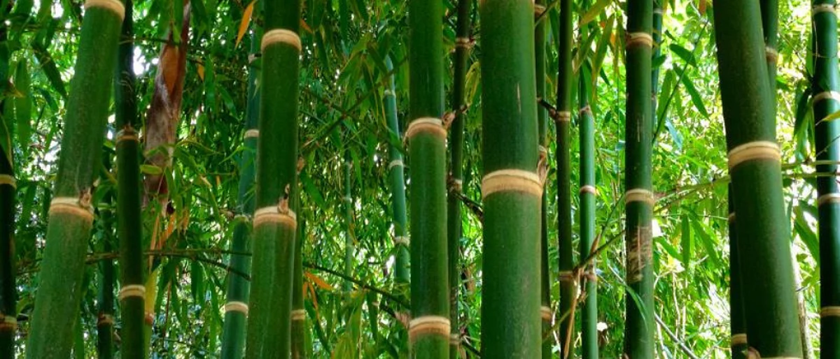 Bamboo FPO