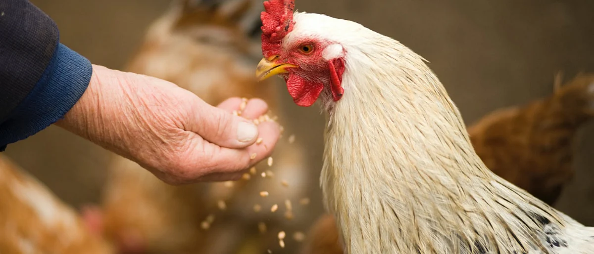 Use of medicinal plant in poultry feed