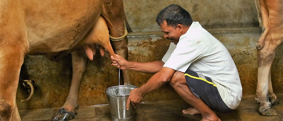 गाय निगेटीव्ह एनर्जीमध्ये का जाते?