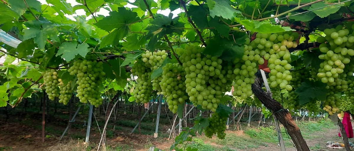 Grape Export