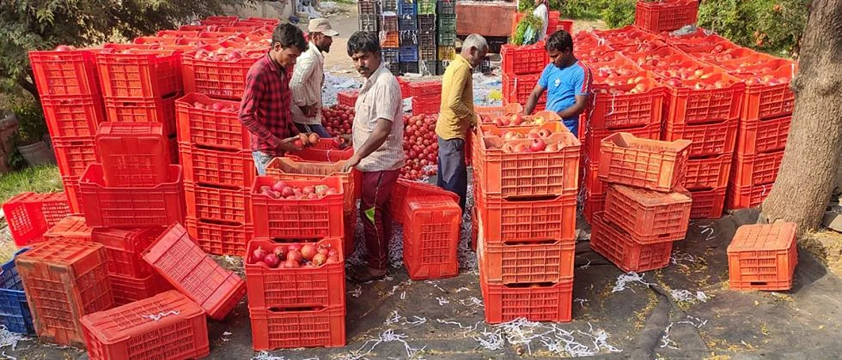 pomegranate packing