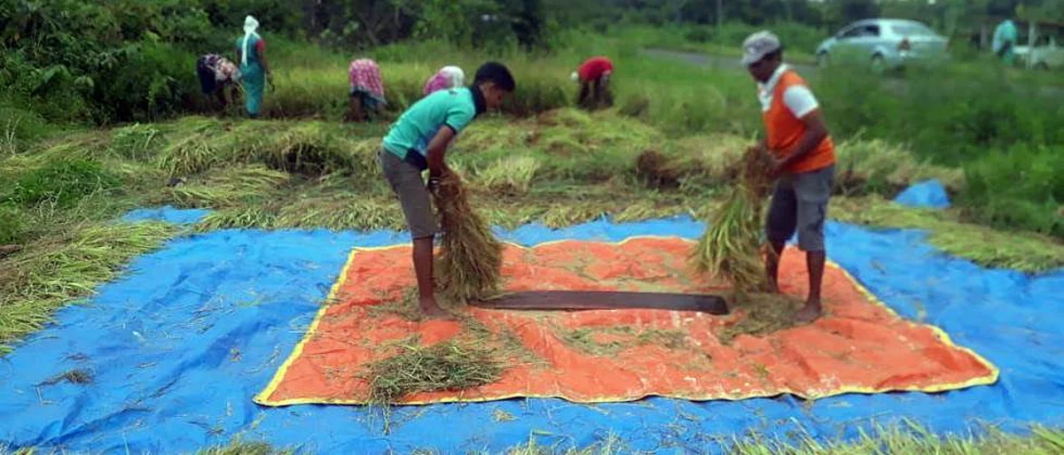 Paddy Harvesting