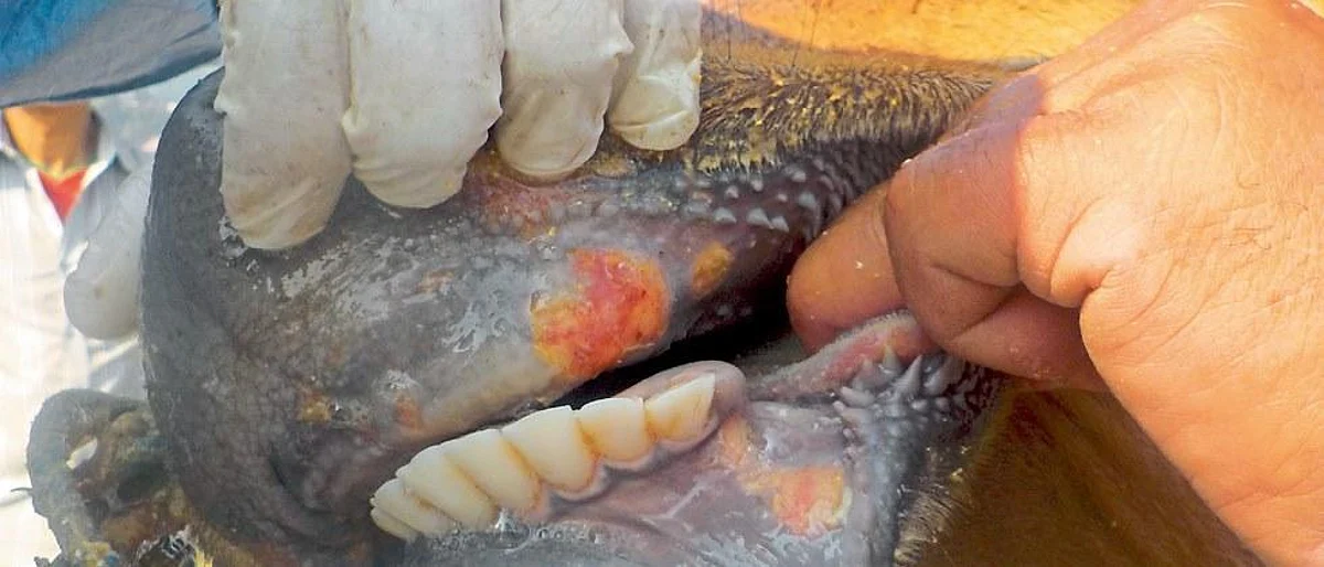FMD Vaccination