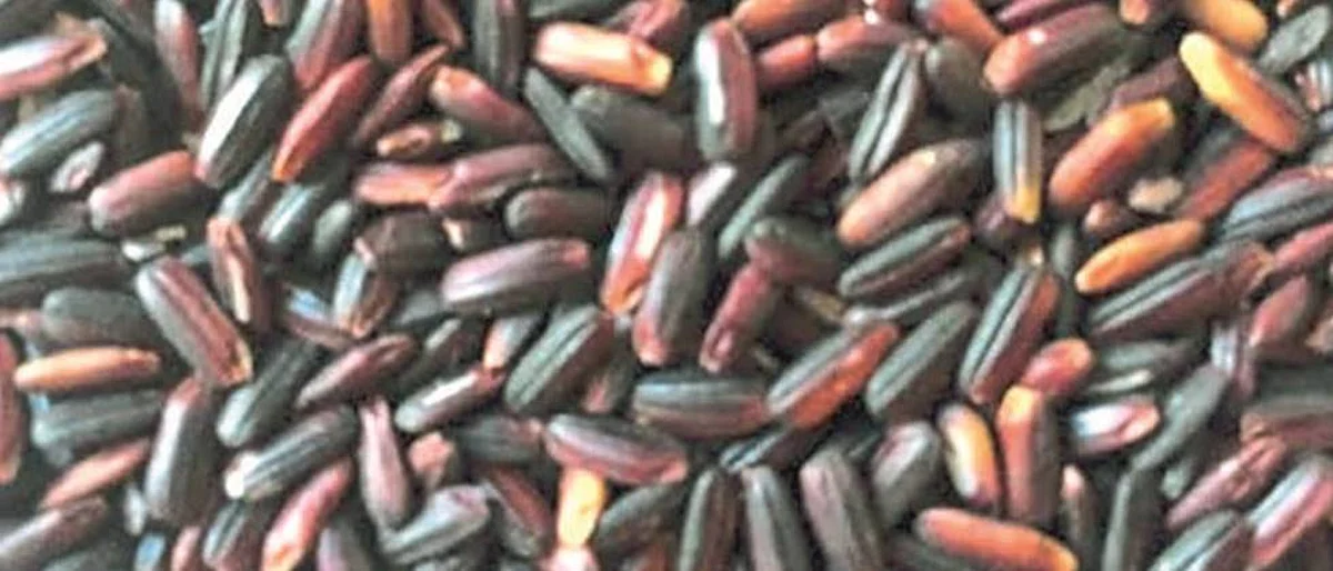 black rice