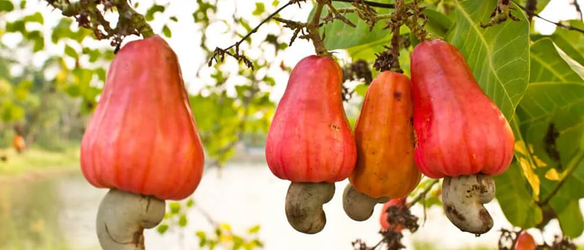 cashew