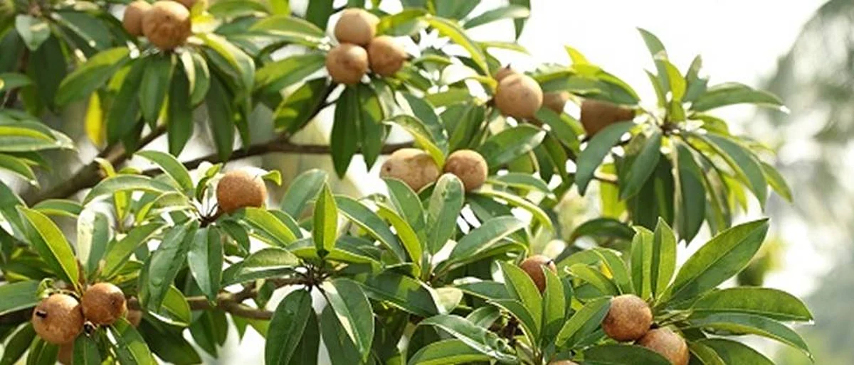 chiku crop
