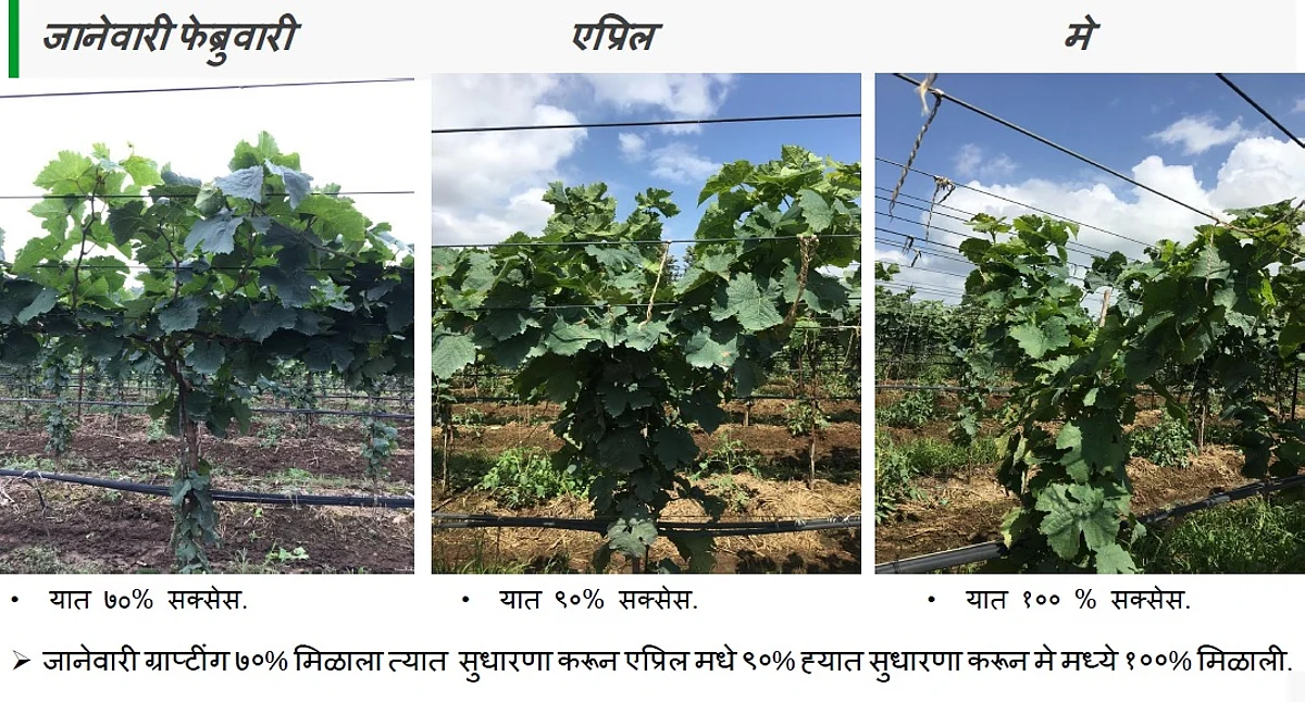 द्राक्ष पिकातील कलम वर्षभर यशस्वी करण्याचे तंत्र