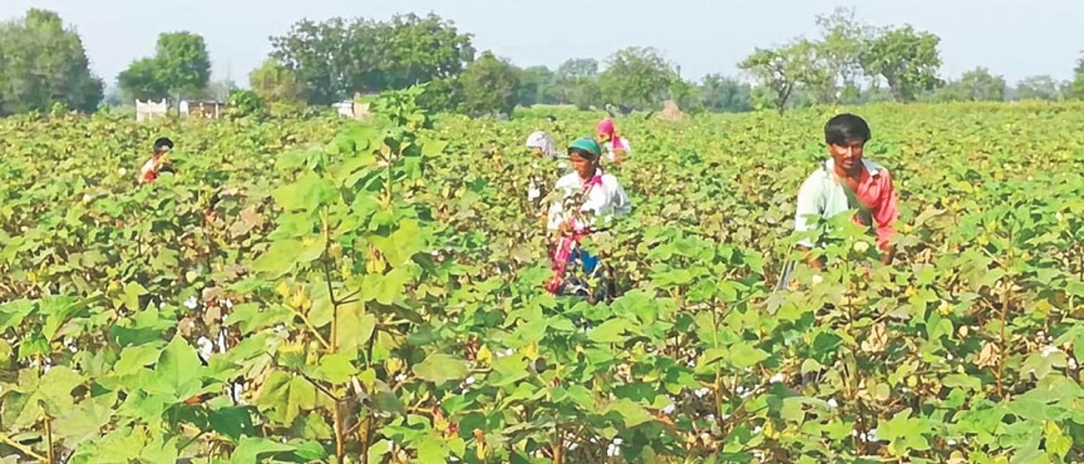 Cotton picking