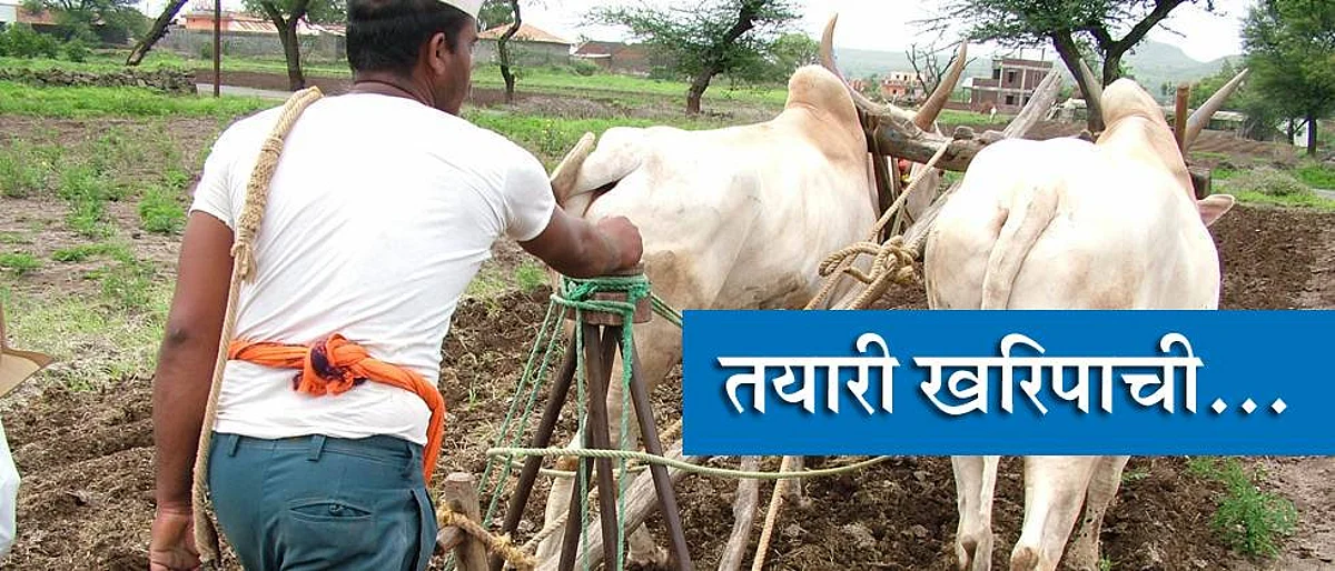 खानदेशात पीके कोमजली