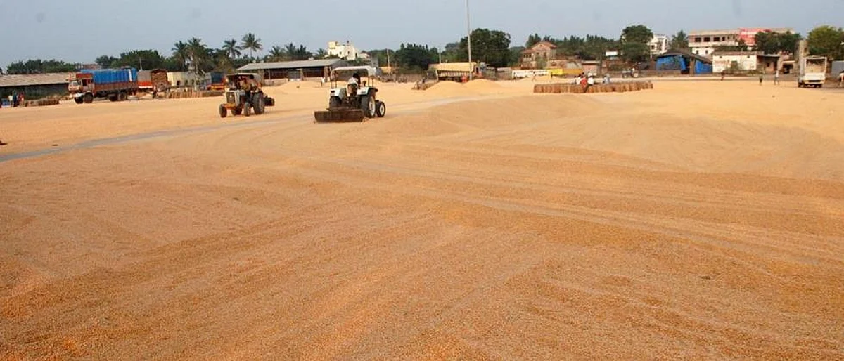 Rs 700 per quintal loss for sale of maize in Nashik district