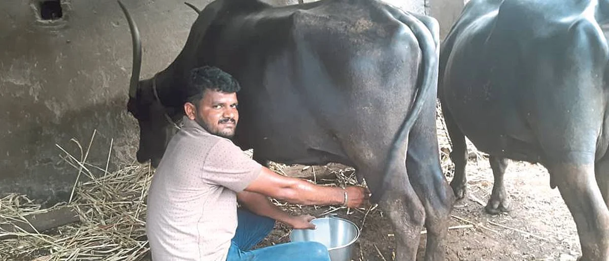 milk rearing