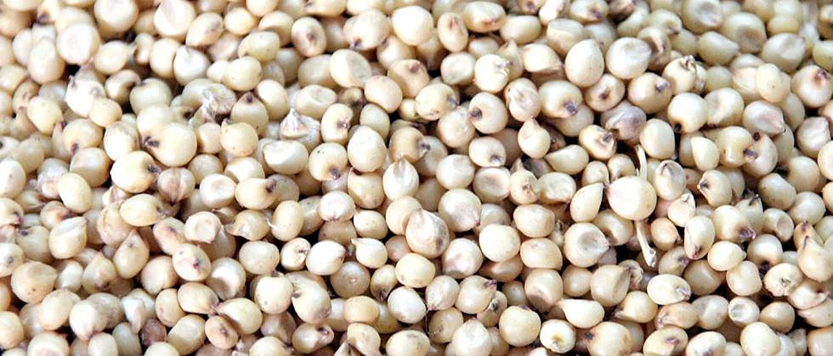 sorghum malting