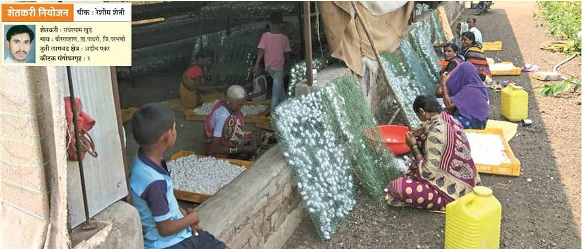 Farmer Planning Crop: Silk Farming