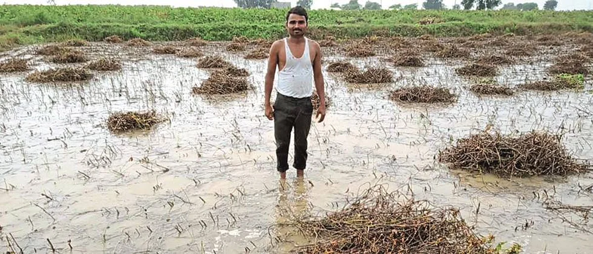 Soybean crop in Parbhani, Hingoli district in water