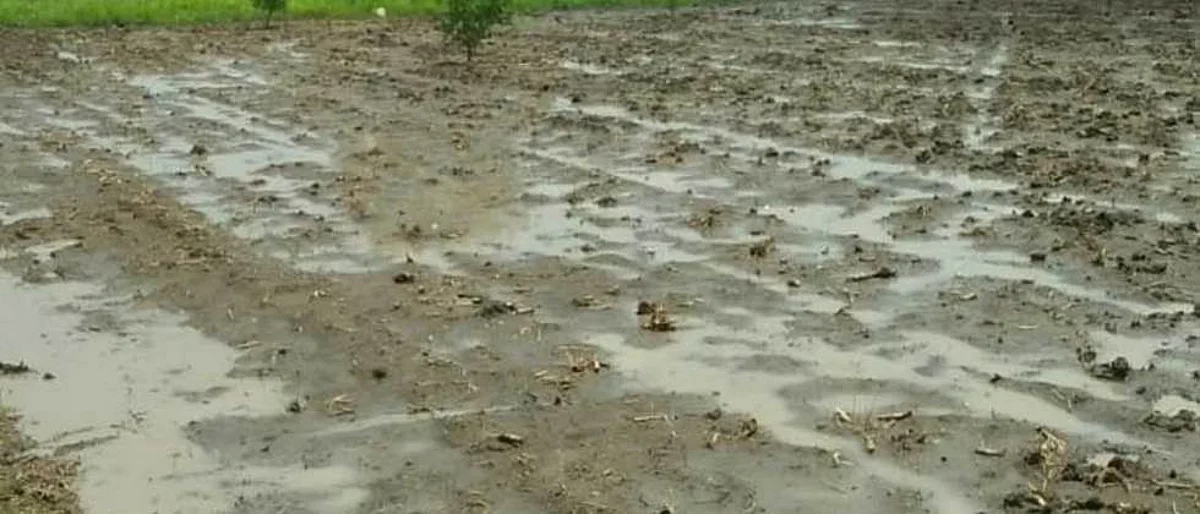 सांगली जिल्ह्यात पाऊस बरसला