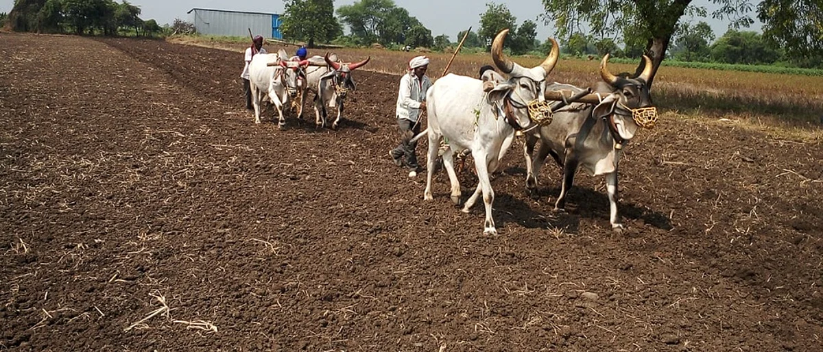 Rabi season News, Parbhani Agri News
