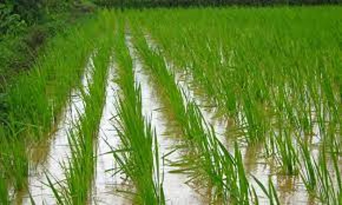 Rice New Disease
