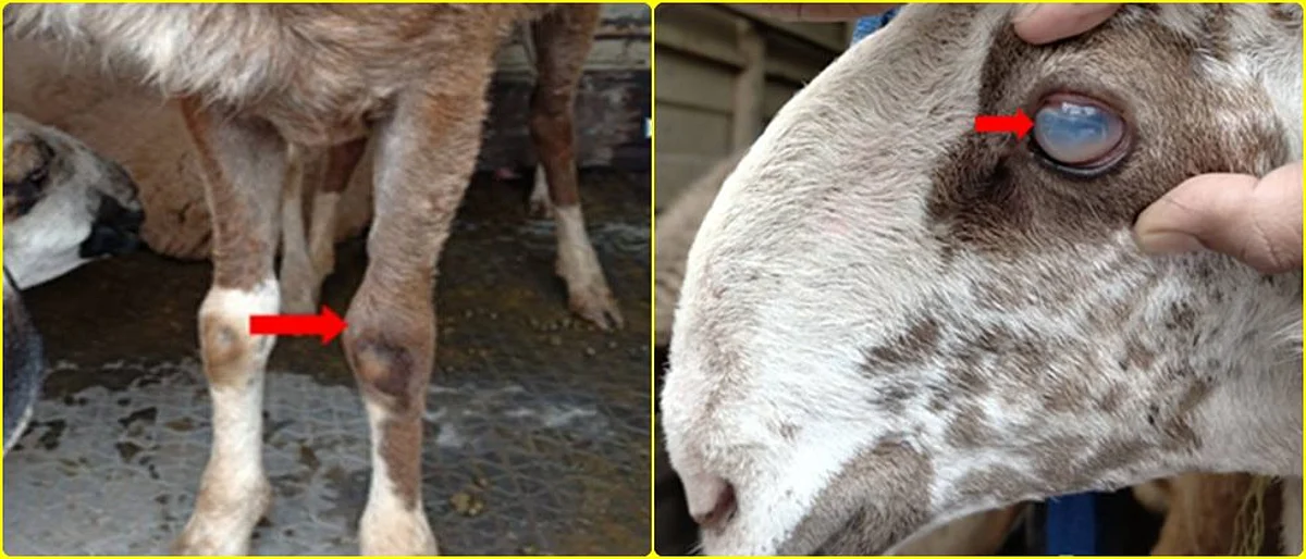 The symptoms of Alegaxia disease should be checked and immediate measures should be taken.