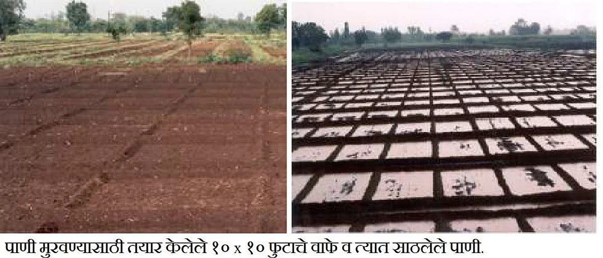 पाणी मुरवण्यासाठी तयार केलेले १० बाय १० फुटाचे चौकोनी वाफे, व त्यात पावसानंतर साठलेले पाणी.