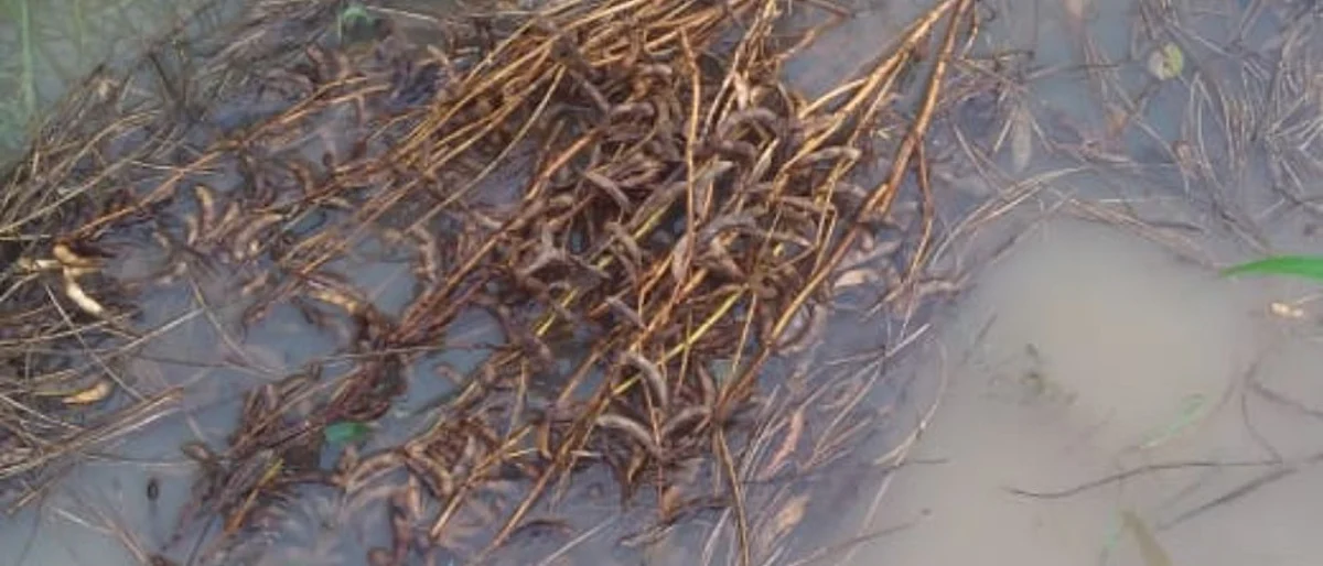 Crop Damage