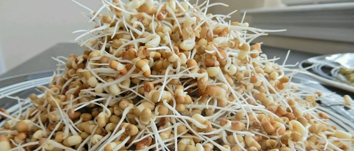 मोड आलेली मटकी पचनास हलकी असते