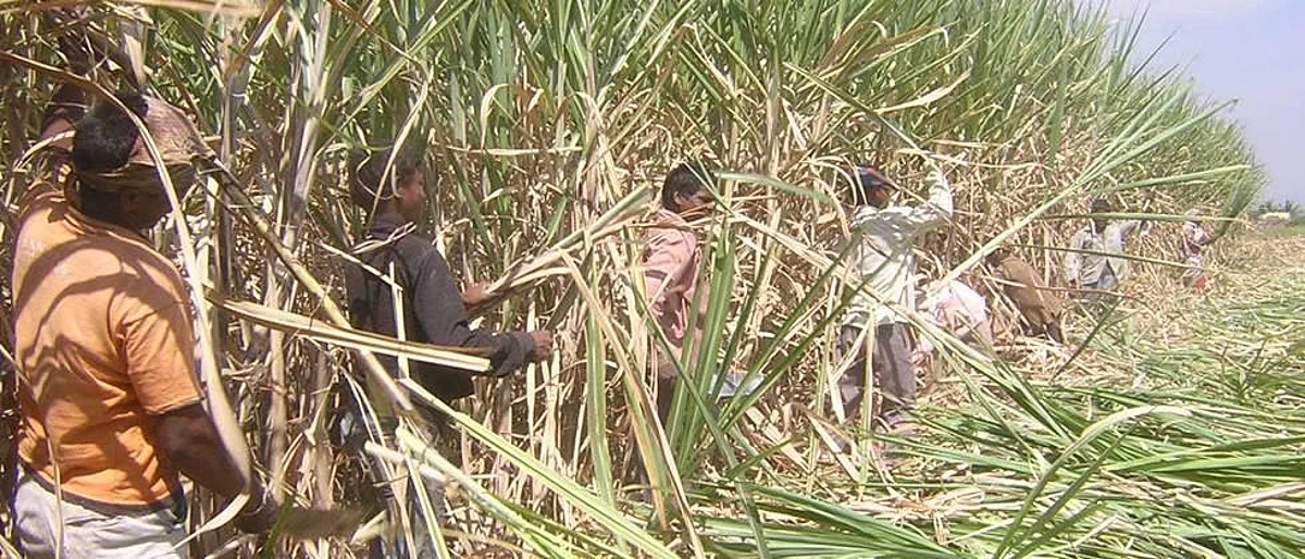 Sugarcane Rate