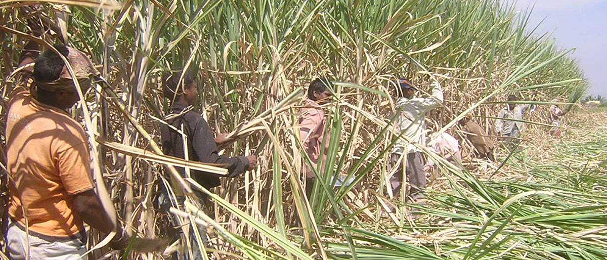 Sugarcane Crushing