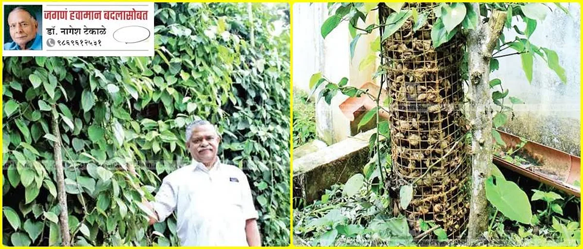 Anthony Vaidyayar's innovative method of pepper production