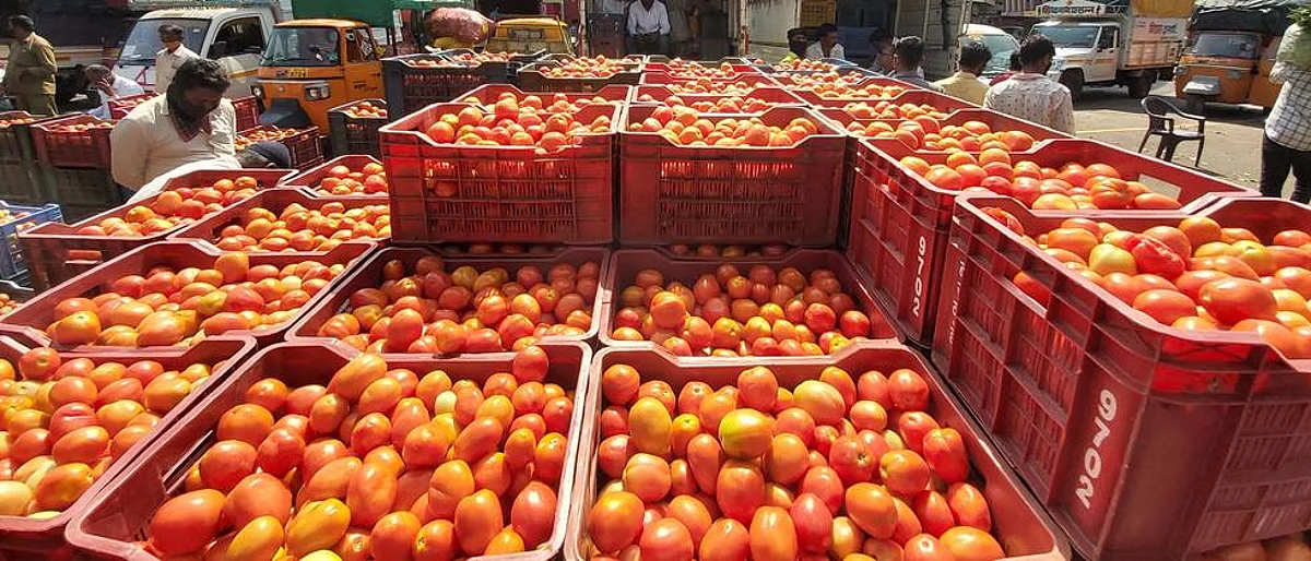 औरंगाबादमध्ये टोमॅटो १६०० रुपये क्विंटल