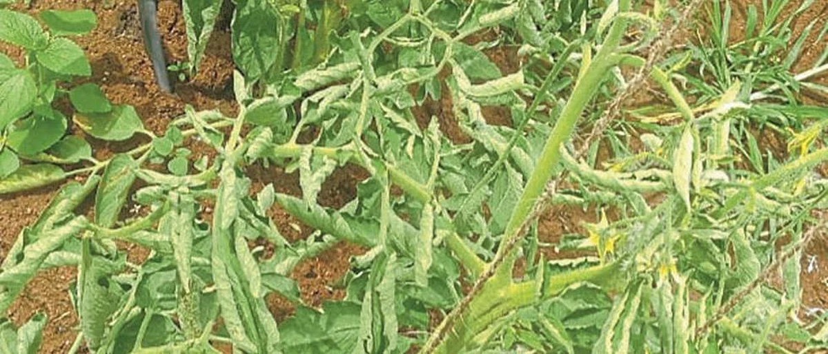 tomato cultivation and diseases increased in Nashik district
